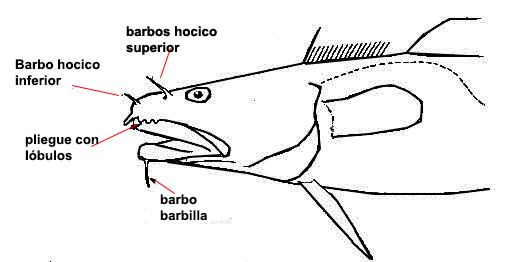 Ciliata septentrionalis_clave